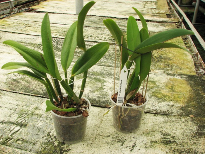 Brassocattleya Chief Pink 'Diana'.JPG