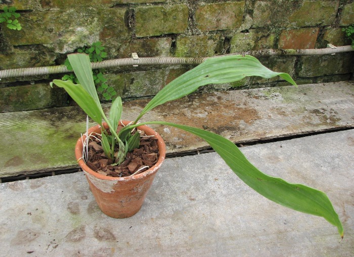 Coelogyne xyrekes.JPG