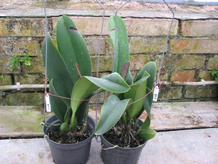Brassolaeliocattleya Sanyung Ruby 'Kuang Lung' (Waianae Coast x Chia Lin).JPG