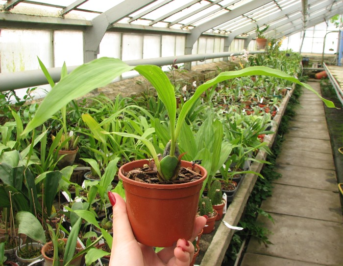 Lycaste aromatica.JPG