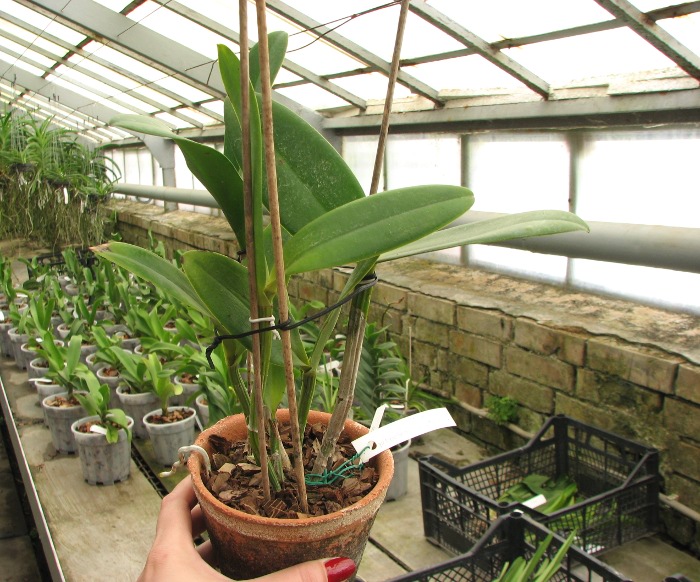 Rhyncholaeliocattleya Waianae Leopard 'Ching Hua'.JPG