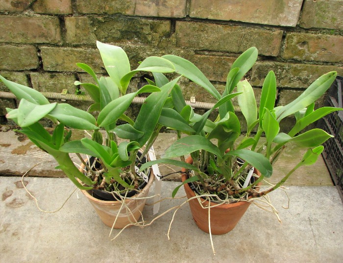 Cattleya skinneri.JPG