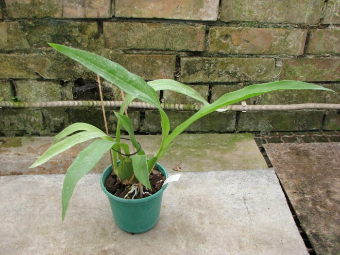 Zygopetalum 'Rhein Moonlight'.JPG