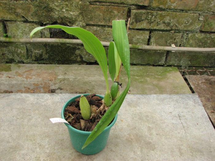 Zygopetalum Rhein Harlequin 'Cappuccino'.JPG