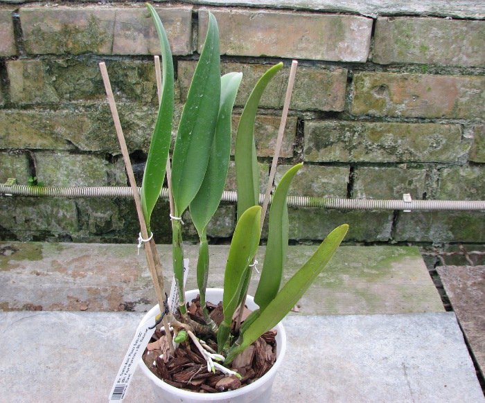 Brassolaeliocattleya Toshie Aoki 'Pizazz Subv OC' (Blc. Faye Miyamoto x Blc. Waianae Flare).JPG