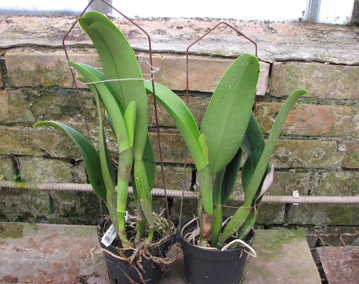Brassolaeliocattleya Chia Lin 'New City' (Oconee x Maitland).JPG