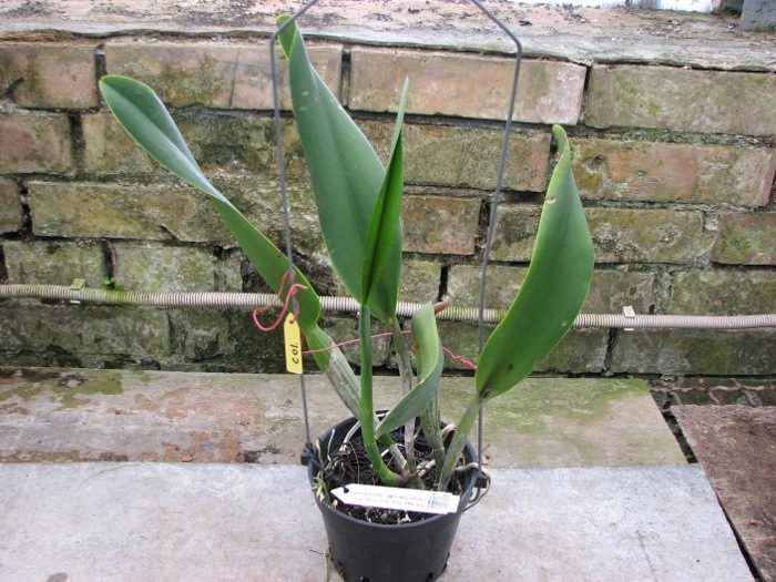 Potinara Haw Yuan Gold 'YC#2' (Pot. Lemon Tree x Blc. Tassie Barbero).JPG