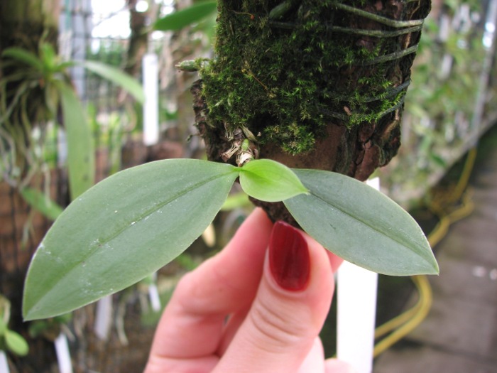 Phalaenopsis zebrina.JPG