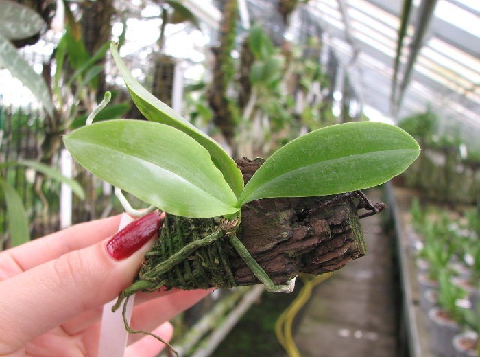 Phalaenopsis zebrina.JPG