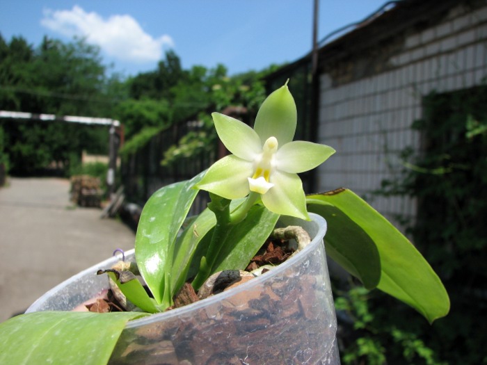 Phalaenopsis violacea alba.JPG