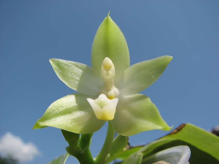 Phalaenopsis violacea alba.JPG