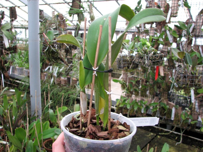 Cattleya jenmanii coerulea 'Pedra Azul' x SELF.JPG