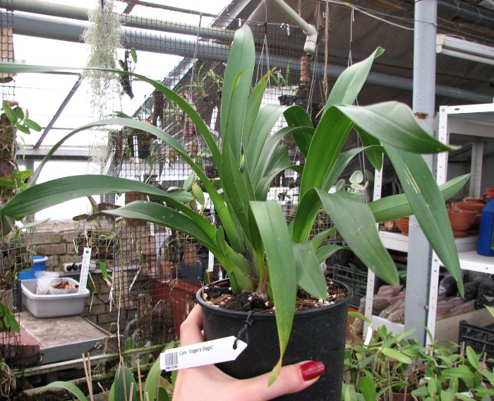 Cymbidium 'Vogel's Magic'.JPG