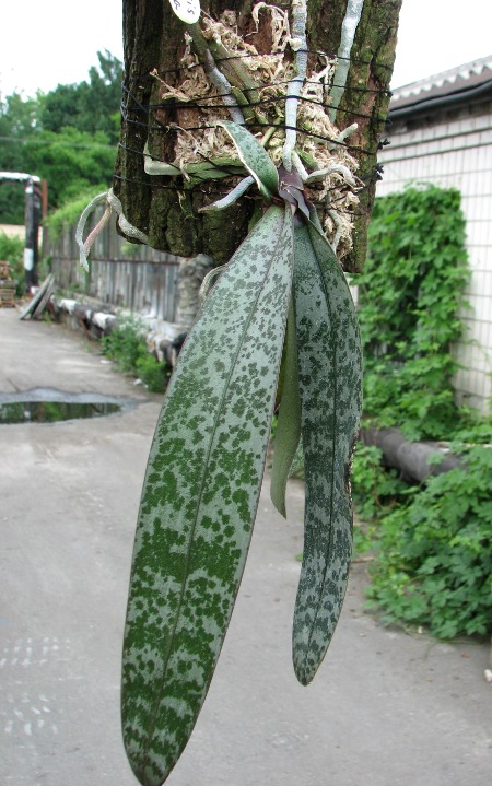Phalaenopsis schilleriana.JPG