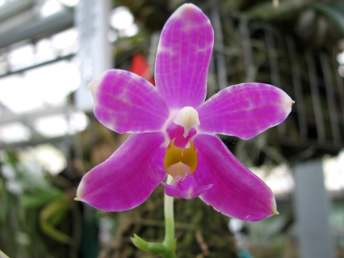 Phalaenopsis pulchra.JPG
