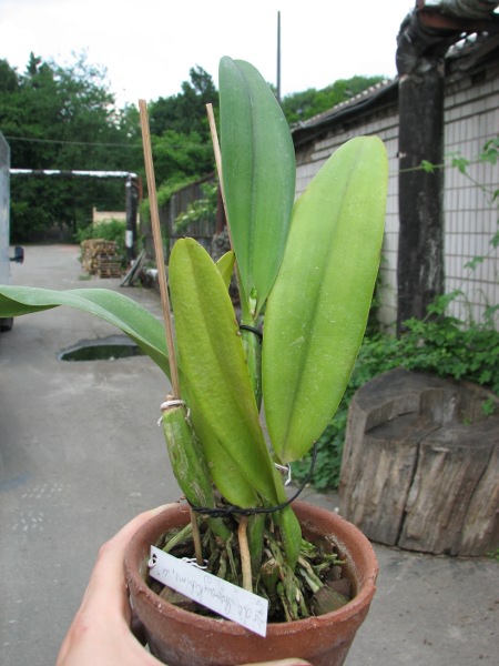 Laeliocattleya Shirayukihime 'M' (Tokyo Magic x Mildred Rives).JPG