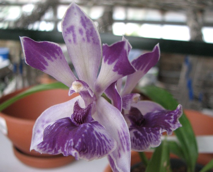 Zygonisia Cynosure 'Blue Water Sailing'.JPG