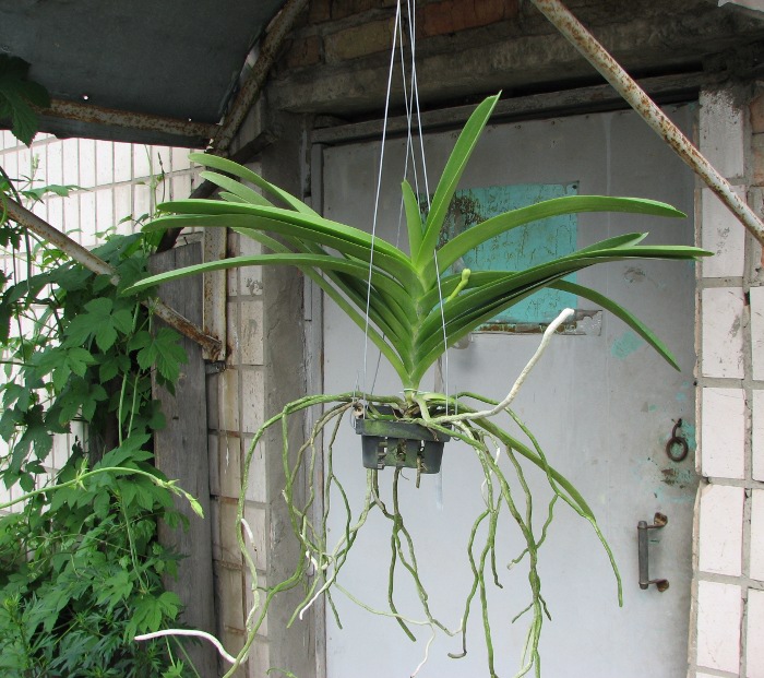 Vanda Keeree Sapphire x Vanda Chaiya.JPG