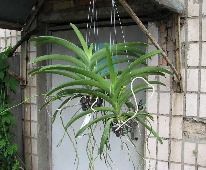 Ascocenda Pinthong.JPG