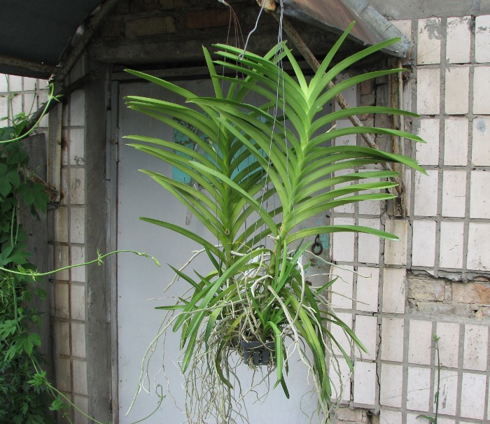 Vanda Mimi Palmer Fragrance.JPG