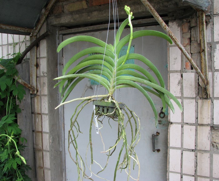 Vanda Chaiya x Vanda Sankamphaeng.JPG