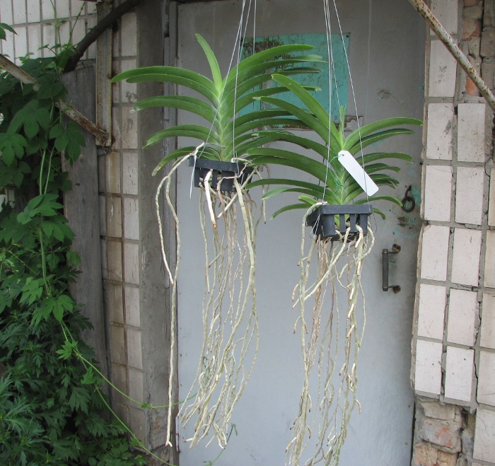Vanda Pak Chong Blue.JPG