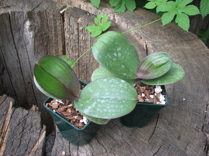 Phalaenopsis Red Lightning.JPG