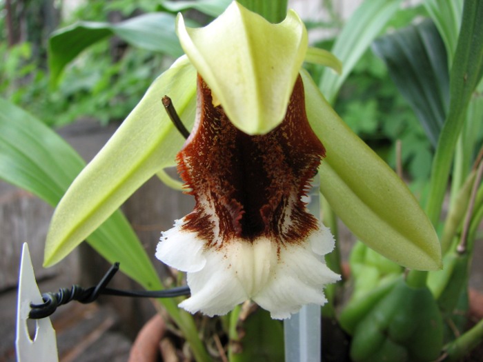 Coelogyne speciosa.JPG