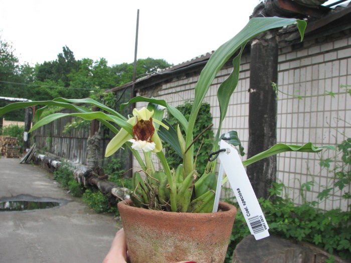 Coelogyne speciosa.JPG