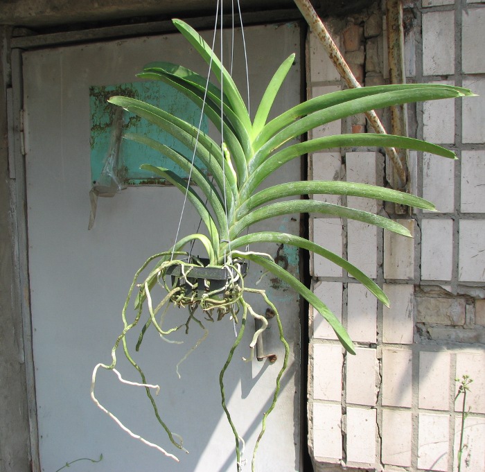 Vanda Kultana Ruby x Patcharee's Delight.JPG
