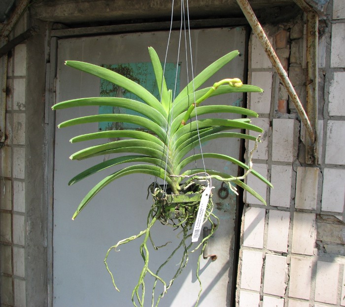Vanda Kasem's Delight x Vanda Fantastic Fanfare.JPG