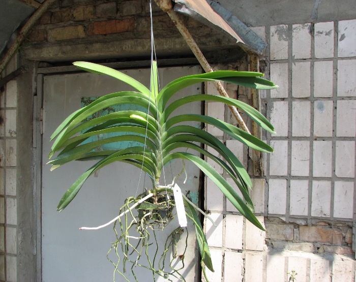 Ascocenda Pak Hai x Vanda Dr. Anek.JPG