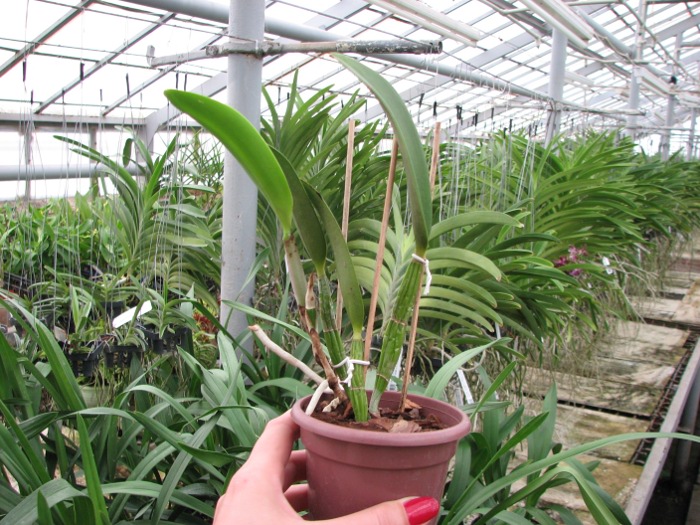 Brassocattleya Cynthia (Brassavola digbyana x Cattleya walkeriana).JPG