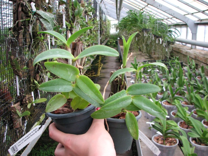 Cattleya intermedia sanguinea 'do Padre Vitus' x Cattleya intermedia flamea 'BF-96'.JPG