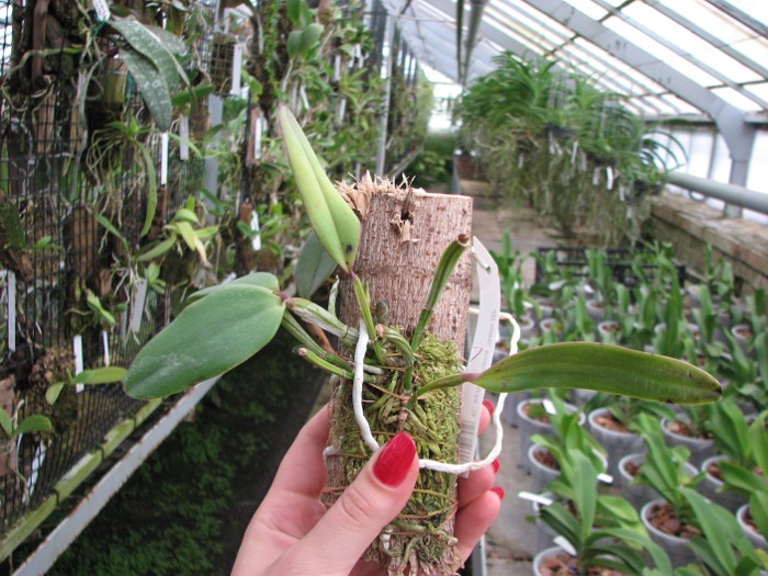 Cattleya schilleriana 'Sem ID'.JPG