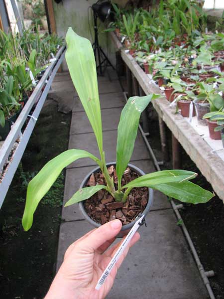 Zygonisia Cynosure 'Blue Water Sailing'.jpg