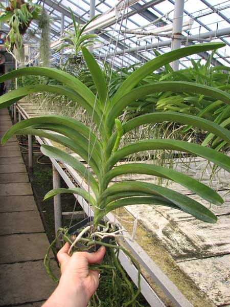 Vanda Khao Yai Blue.jpg