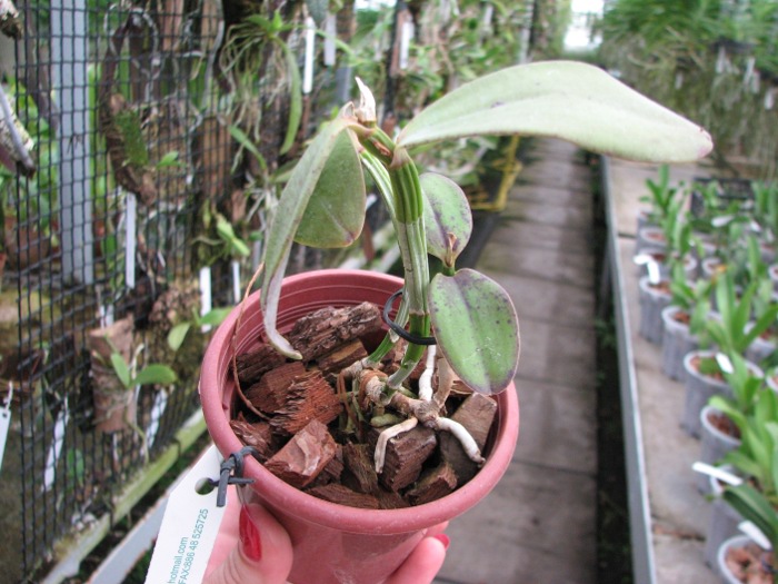 Cattleya schilleriana x Cattleya aclandiae.JPG