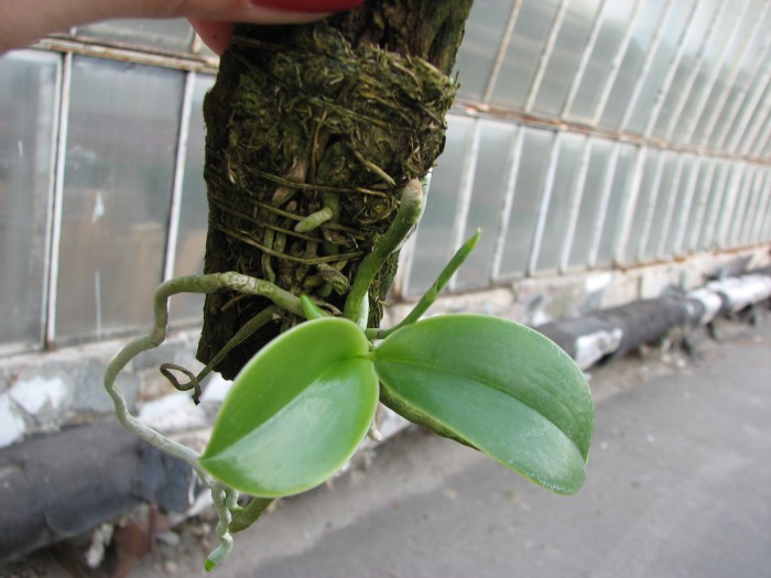Phalaenopsis pulchra.JPG