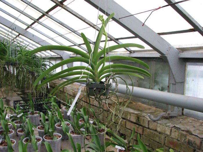 Vanda Sumon Spot x Vanda Chaya Orange.JPG