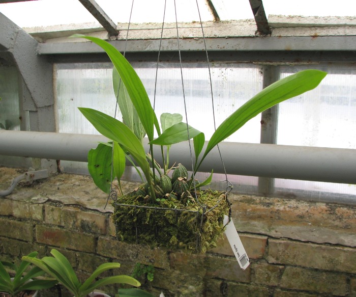 Stanhopea tigrina.JPG