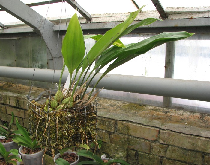 Stanhopea candida.JPG