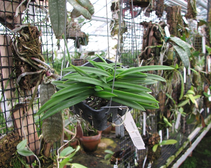 Neofinetia falcata.JPG