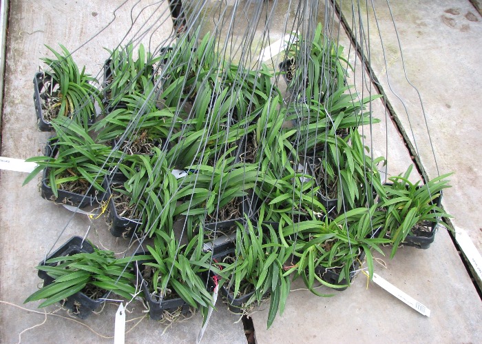 Neofinetia falcata.JPG