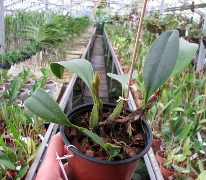 Bulbophyllum Hsinying Grand-arfa.JPG