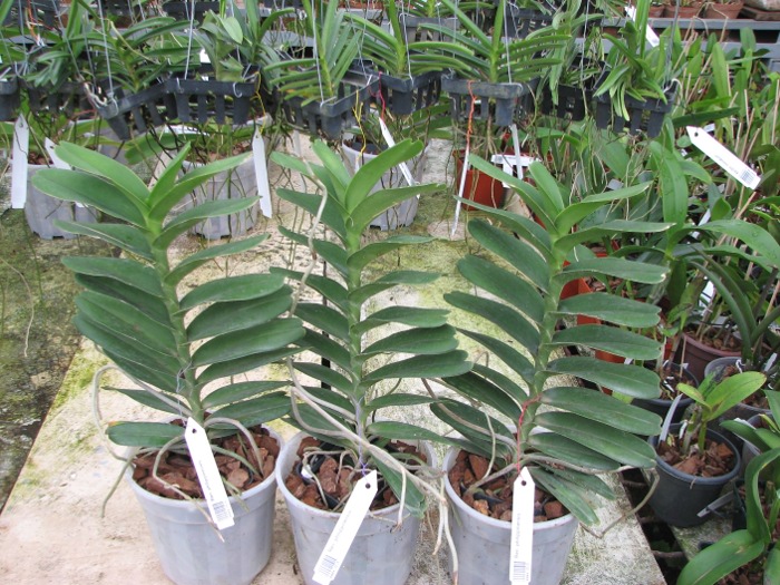Renanthera philippinensis.JPG