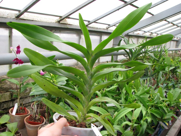 Aerides lawrenceae.JPG