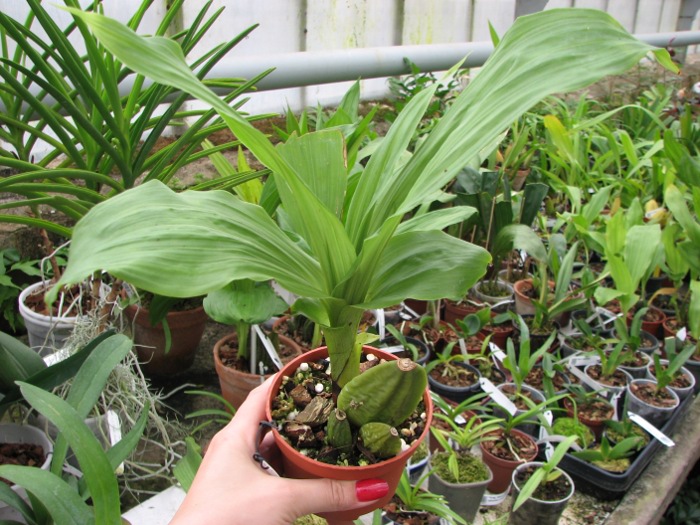 Lycaste Fire Bird.JPG