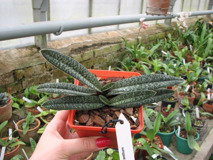 Paphiopedilum micranthum.JPG