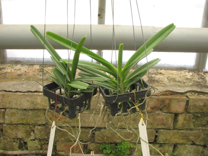 Ascocentrum ampullaceum.JPG
